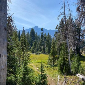 Three Fingered Jack